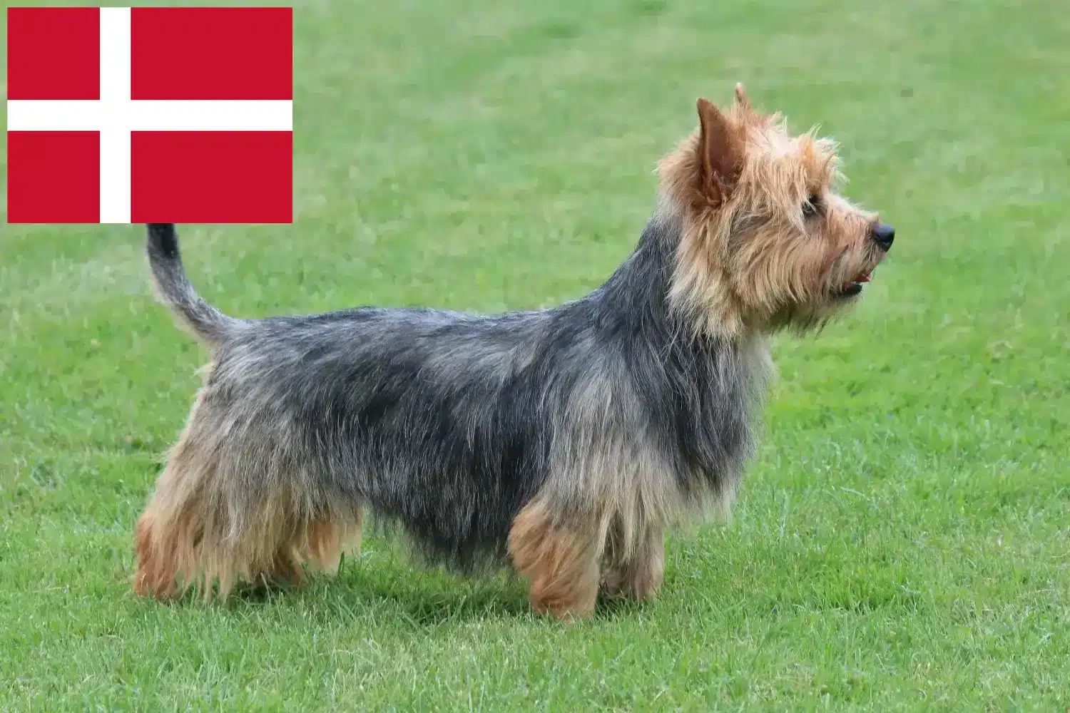 Read more about the article Ausztrál terrier tenyésztők és kölykök Dániában