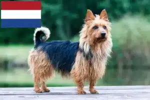 Read more about the article Ausztrál terrier tenyésztők és kölykök Hollandiában
