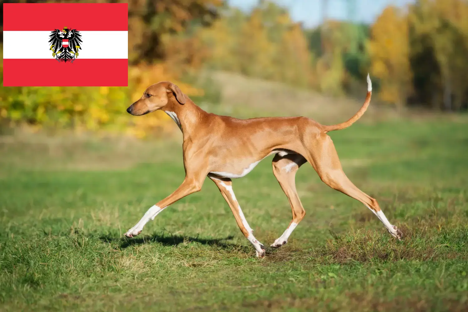 Azawakh kölykök és tenyésztők Ausztria Itt megtalálhatja az azawakh tenyésztőket Ausztriában.