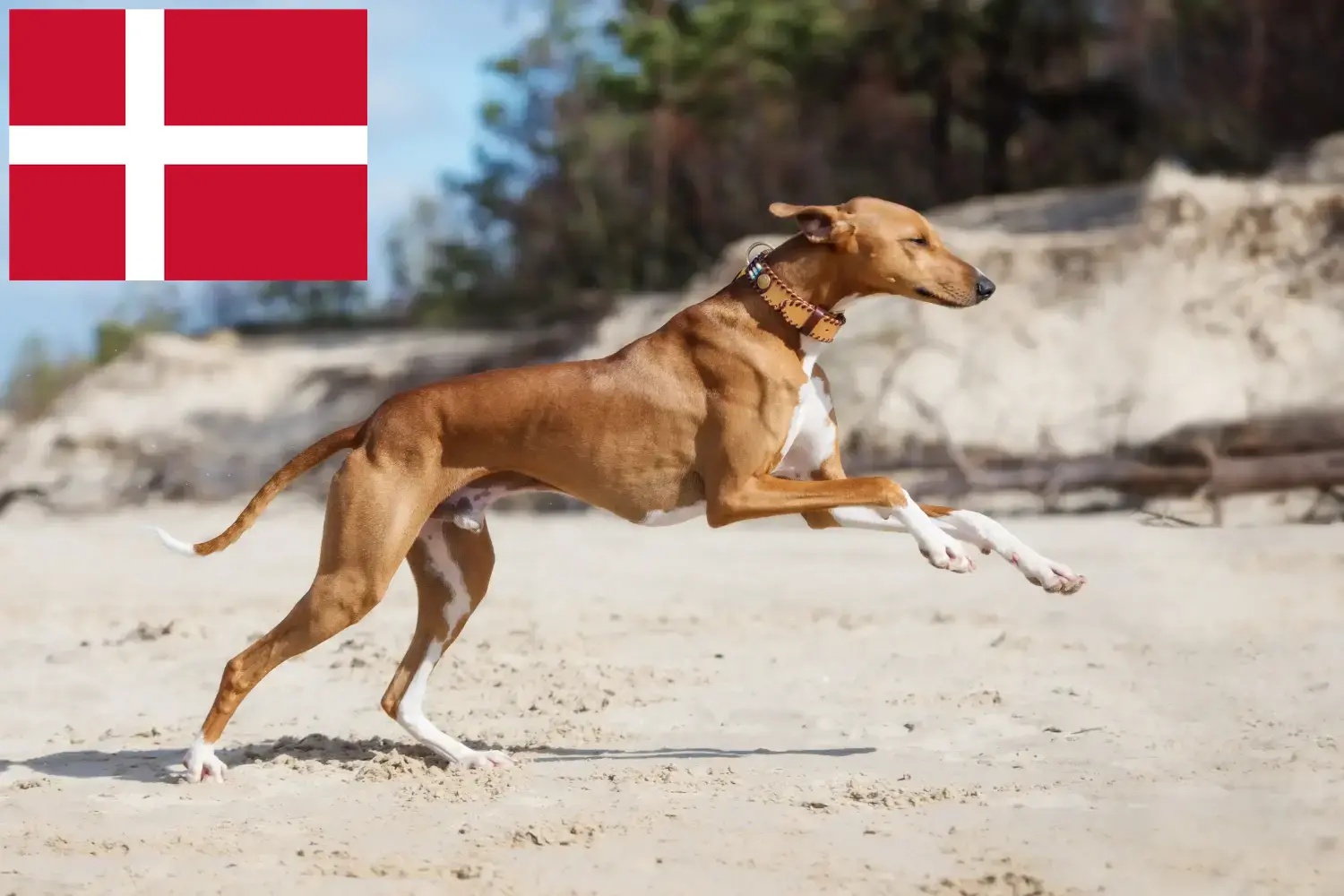 Azawakh kiskutyák és tenyésztők Dánia Itt megtalálja az azawakh tenyésztőket Dániában.