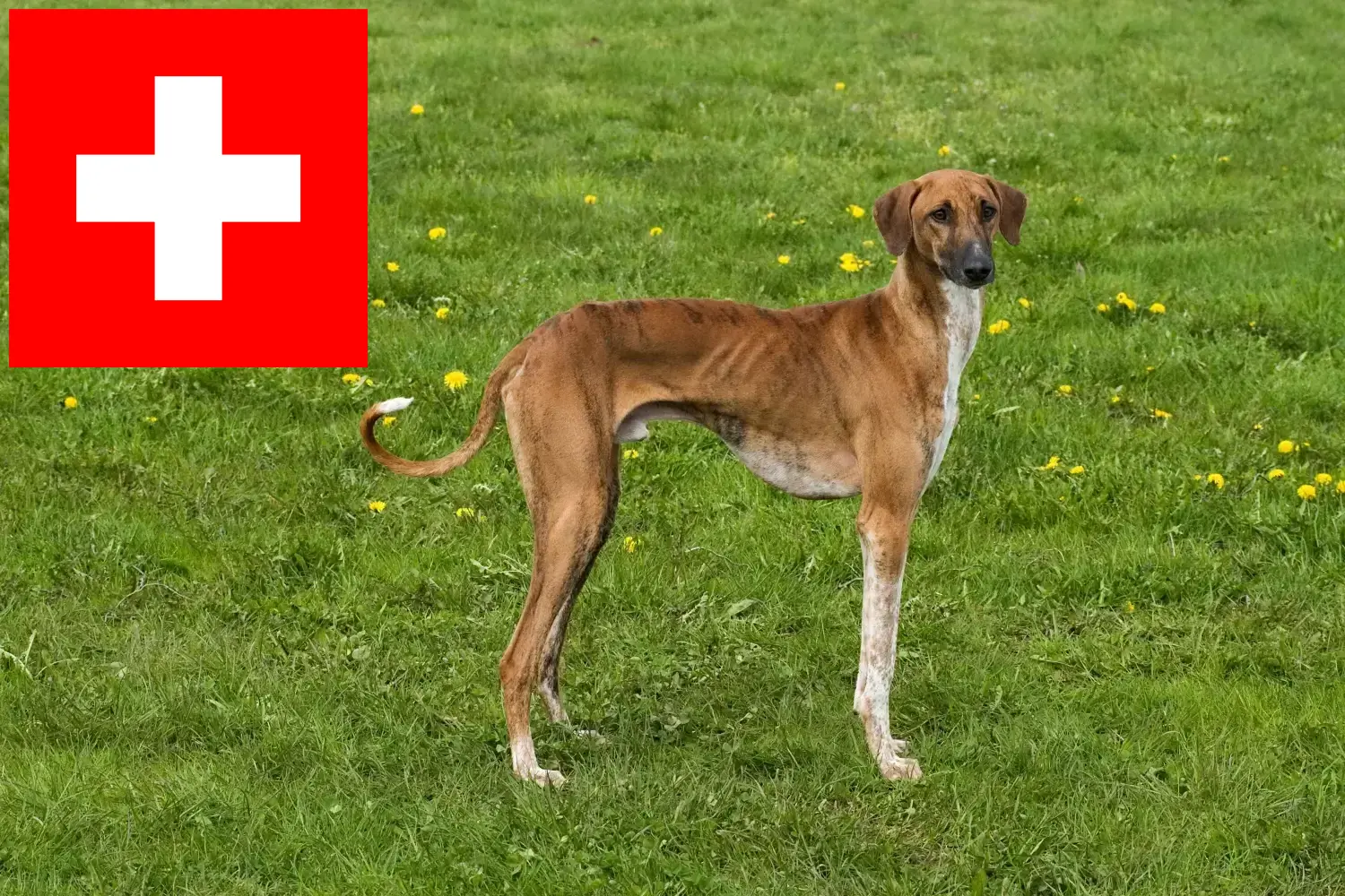 Azawakh kölykök és tenyésztők Svájc Itt megtalálja az azawakh tenyésztőket Svájcban.