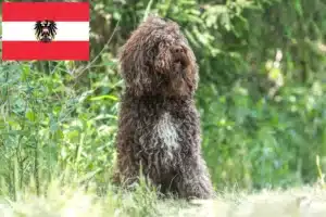 Read more about the article Barbet tenyésztők és kölykök Ausztriában