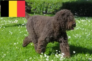 Read more about the article Barbet tenyésztők és kölykök Belgiumban
