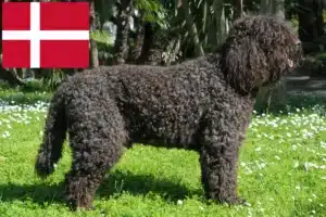 Read more about the article Barbet tenyésztők és kölykök Dániában