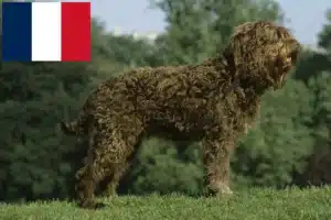 Read more about the article Barbet tenyésztők és kölykök Franciaországban