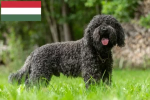 Read more about the article Barbet tenyésztők és kölykök Magyarországon