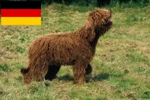 Read more about the article Barbet tenyésztők és kölykök Németországban