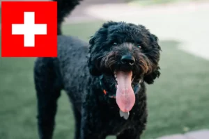 Read more about the article Barbet tenyésztők és kölykök Svájcban