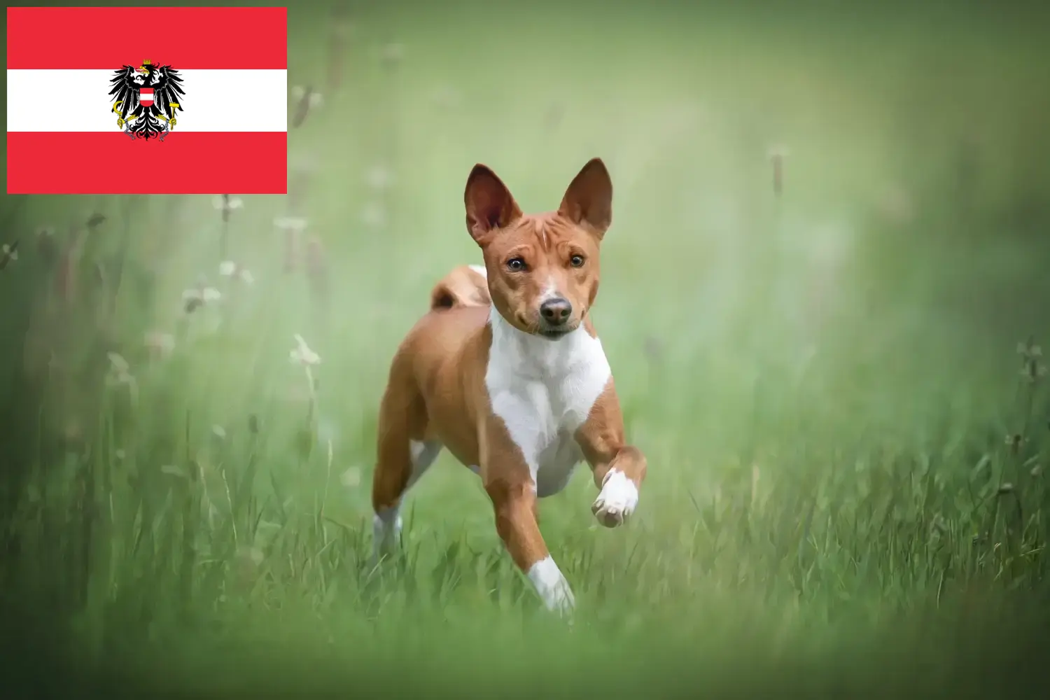 Basenji kölykök és tenyésztők Ausztria Itt találhat basenji tenyésztőket Ausztriában.