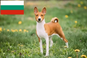 Read more about the article Basenji tenyésztők és kiskutyák Bulgáriában