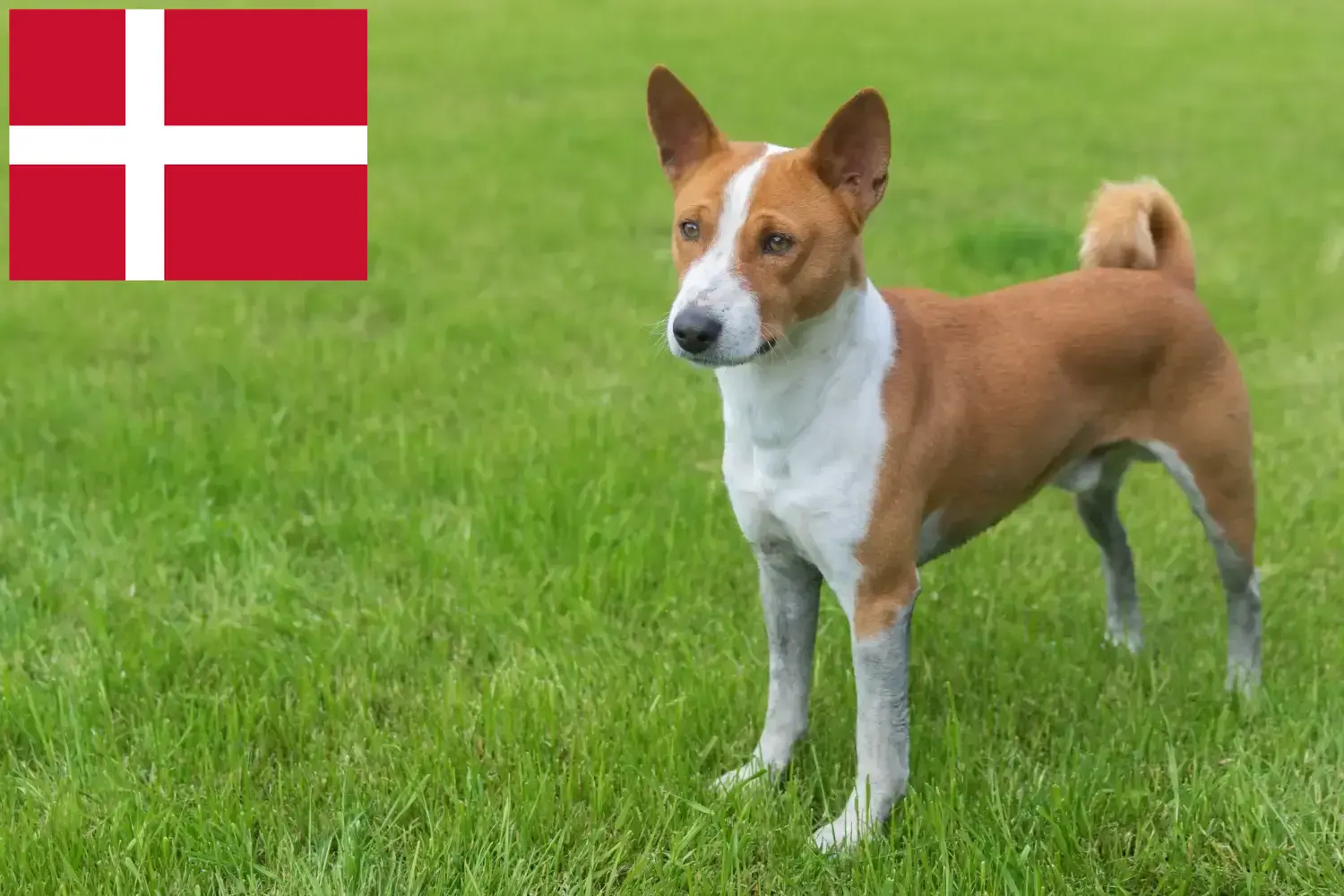 Basenji kiskutyák és tenyésztők Dánia Itt megtalálja a dániai basenji tenyésztőket.