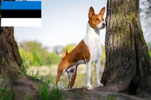 Read more about the article Basenji tenyésztők és kiskutyák Észtországban