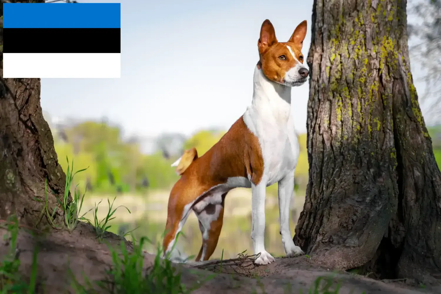 Basenji kiskutyák és tenyésztők Észtország Itt talál basenji tenyésztőket Észtországban.