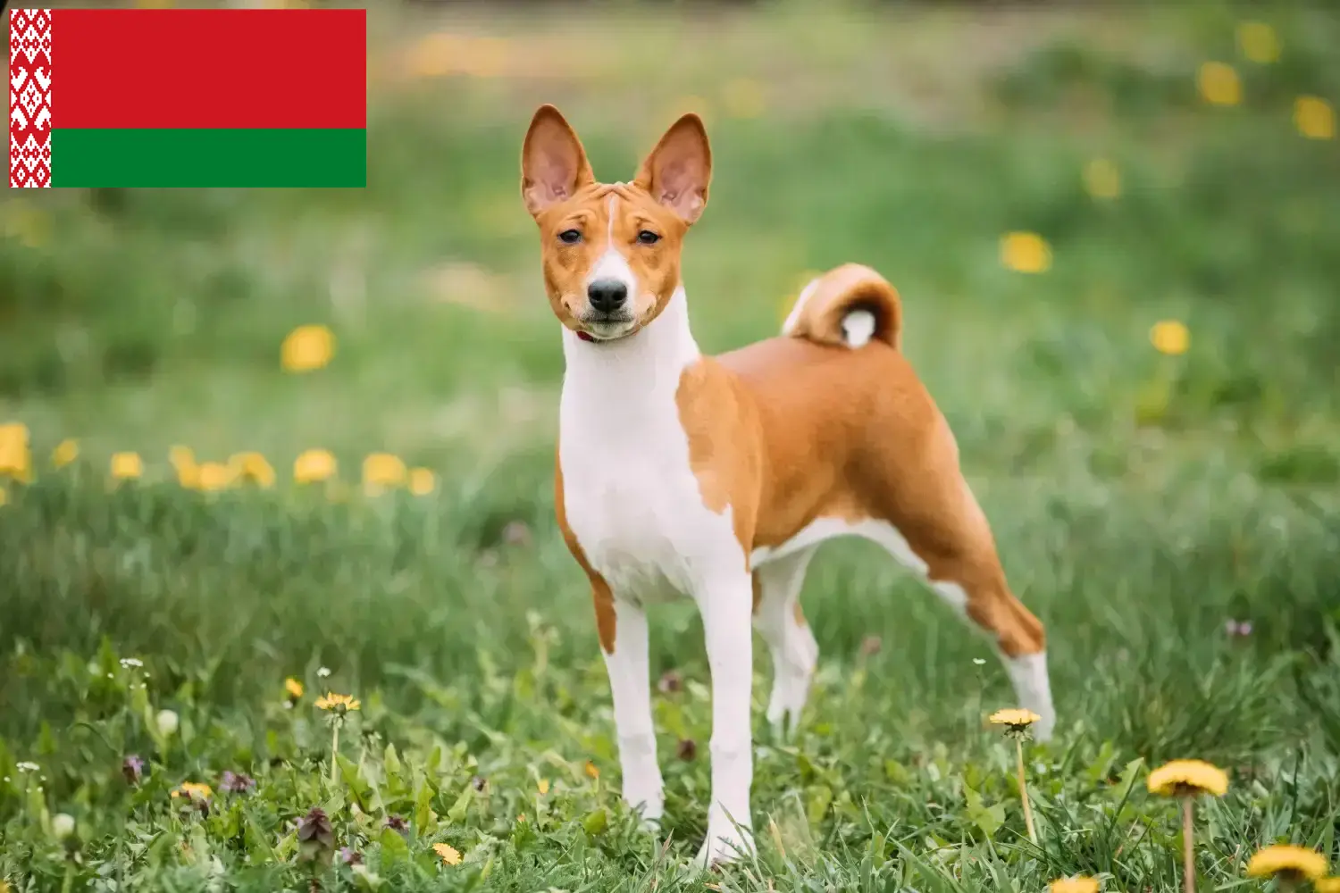 Basenji kiskutyák és tenyésztők Fehéroroszország Itt találhat basenji tenyésztőket Fehéroroszországban.