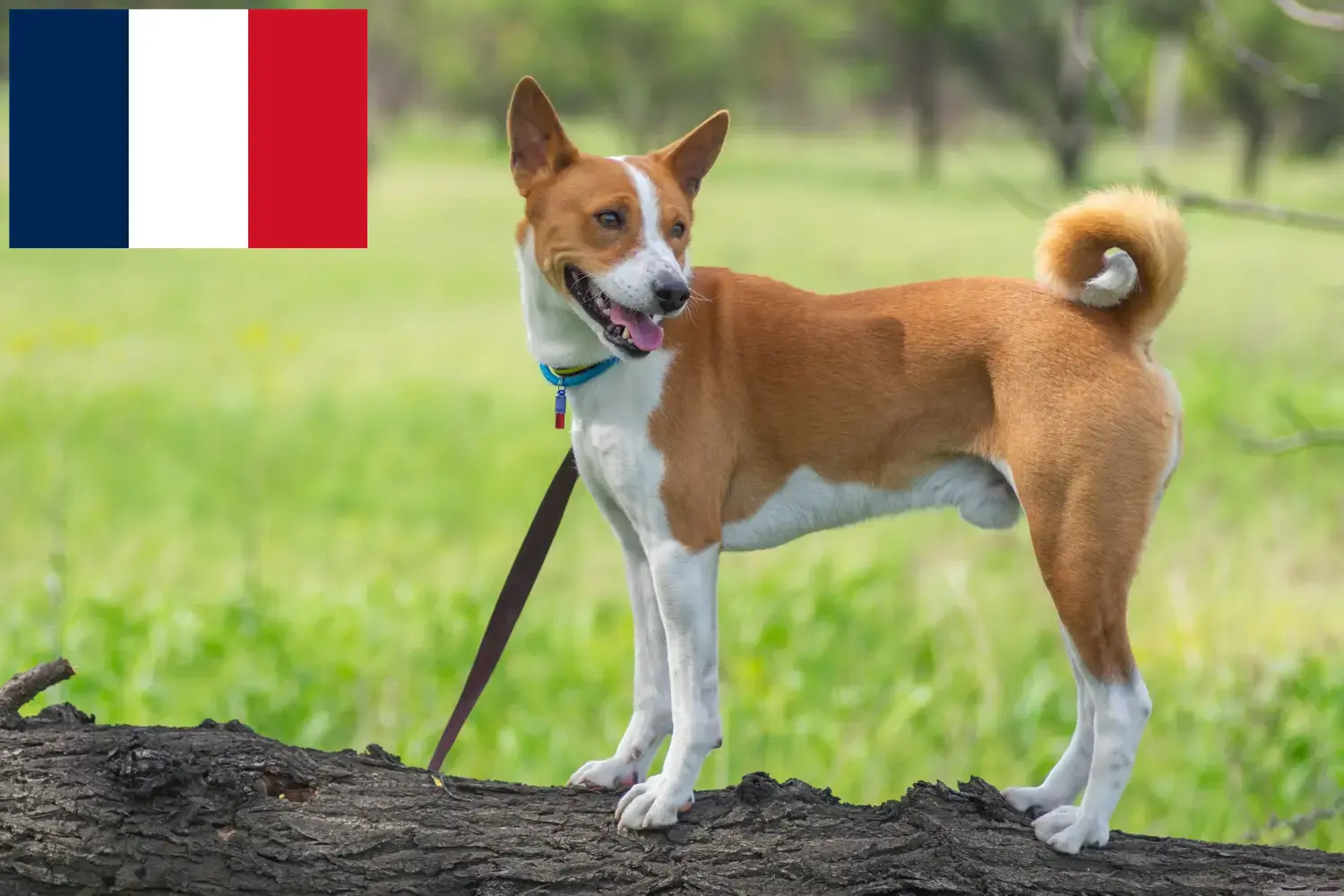 Basenji kölykök és tenyésztők Franciaország Itt találhat basenji tenyésztőket Franciaországban.