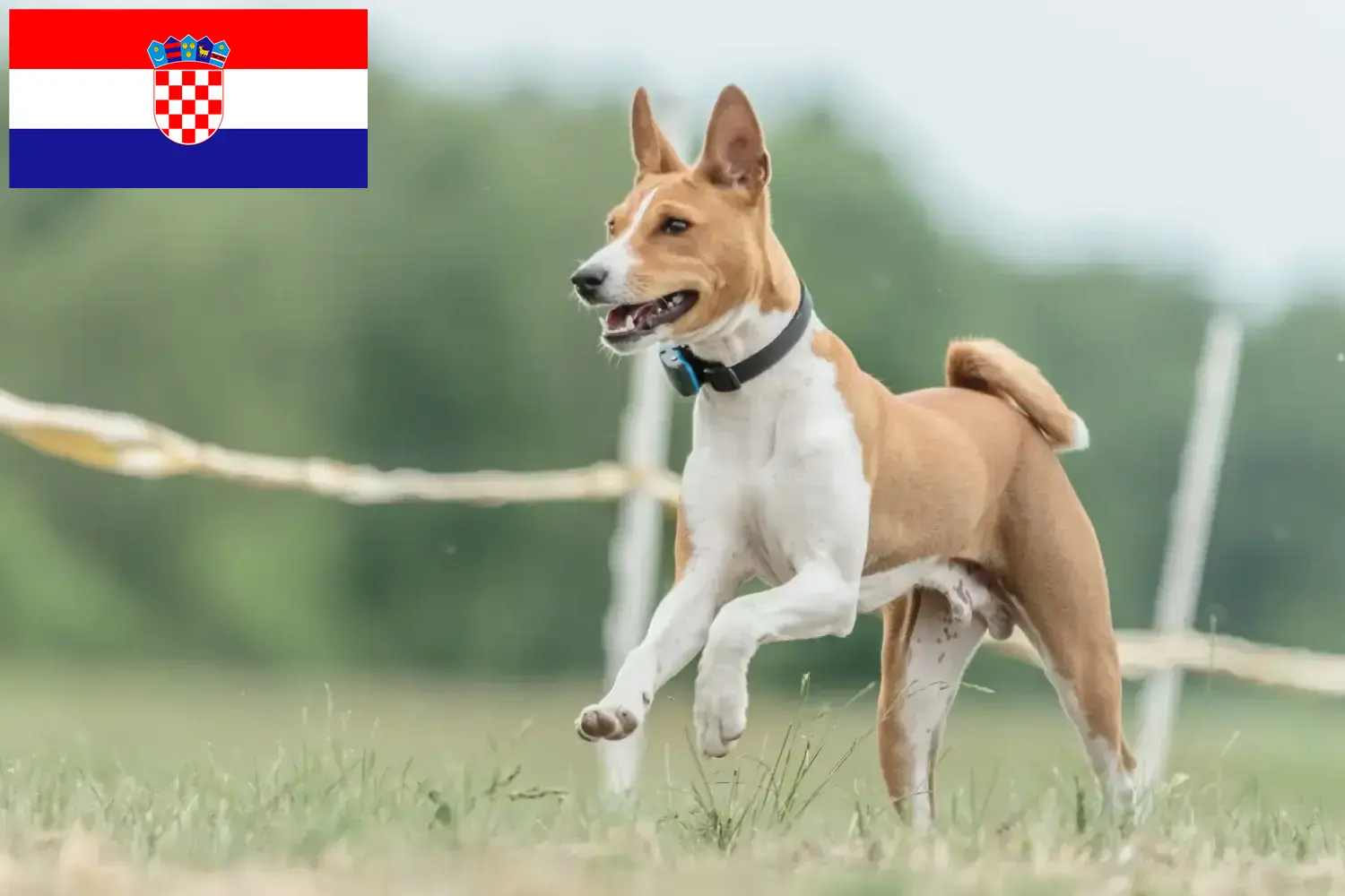 Basenji kiskutyák és tenyésztők Horvátország Itt találhat Basenji tenyésztőket Horvátországban.