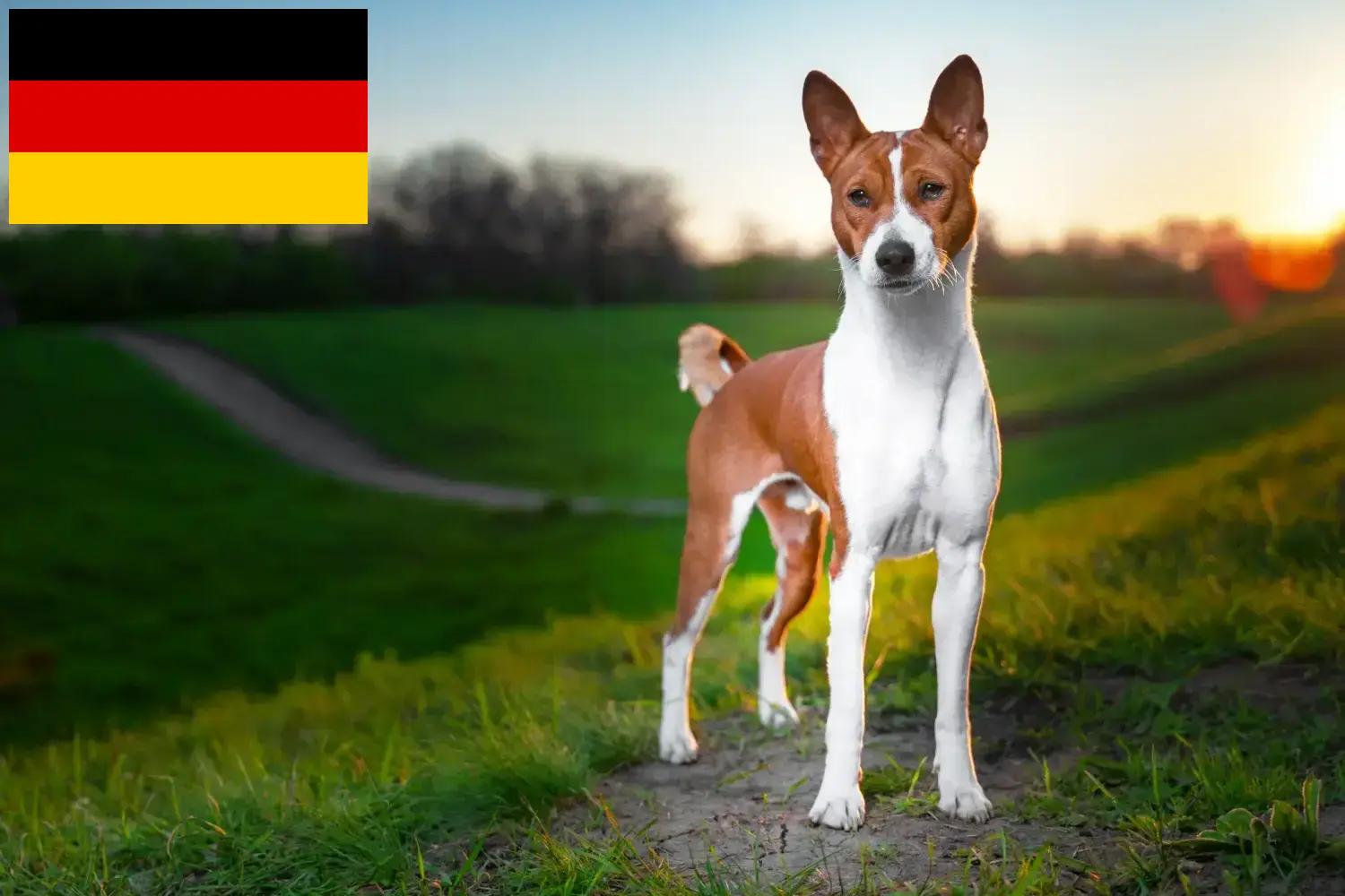 Basenji kiskutyák és tenyésztők Németország Itt talál basenji tenyésztőket Németországban.