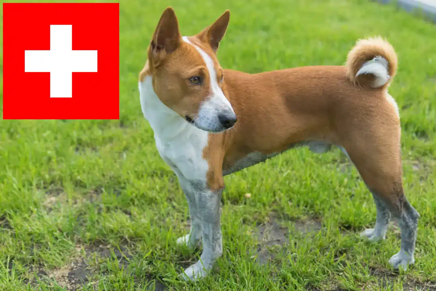Basenji kölykök és tenyésztők Svájc Itt megtalálja a svájci basenji tenyésztőket.