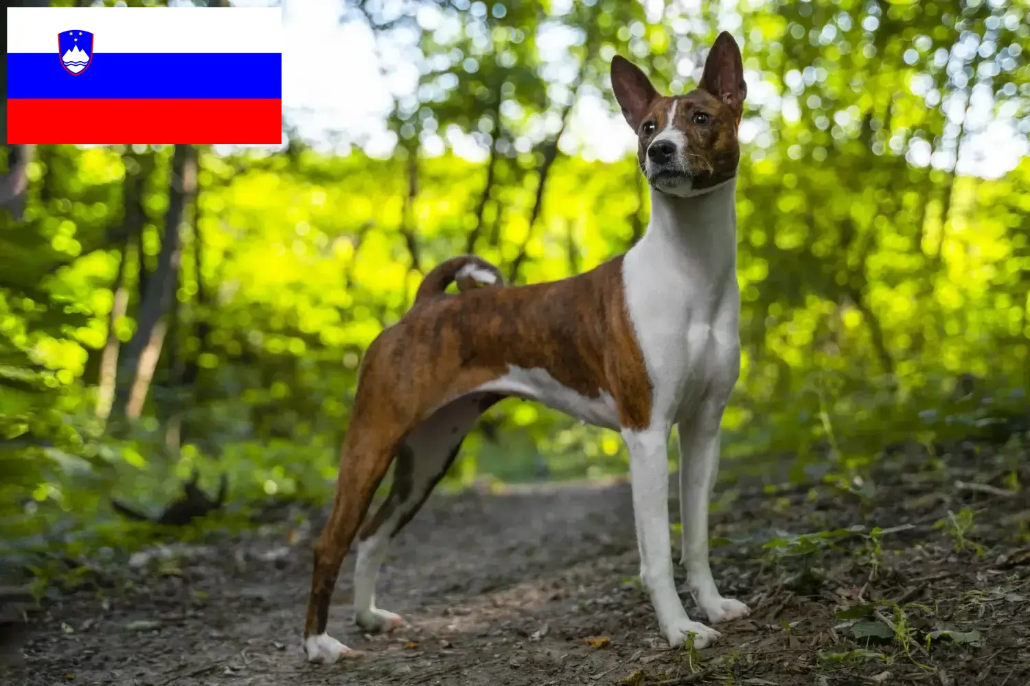 Basenji kiskutyák és tenyésztők Szlovénia Itt találhat Basenji tenyésztőket Szlovéniában.
