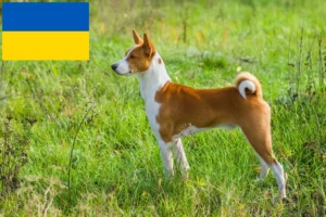 Read more about the article Basenji tenyésztők és kölykök Ukrajnában