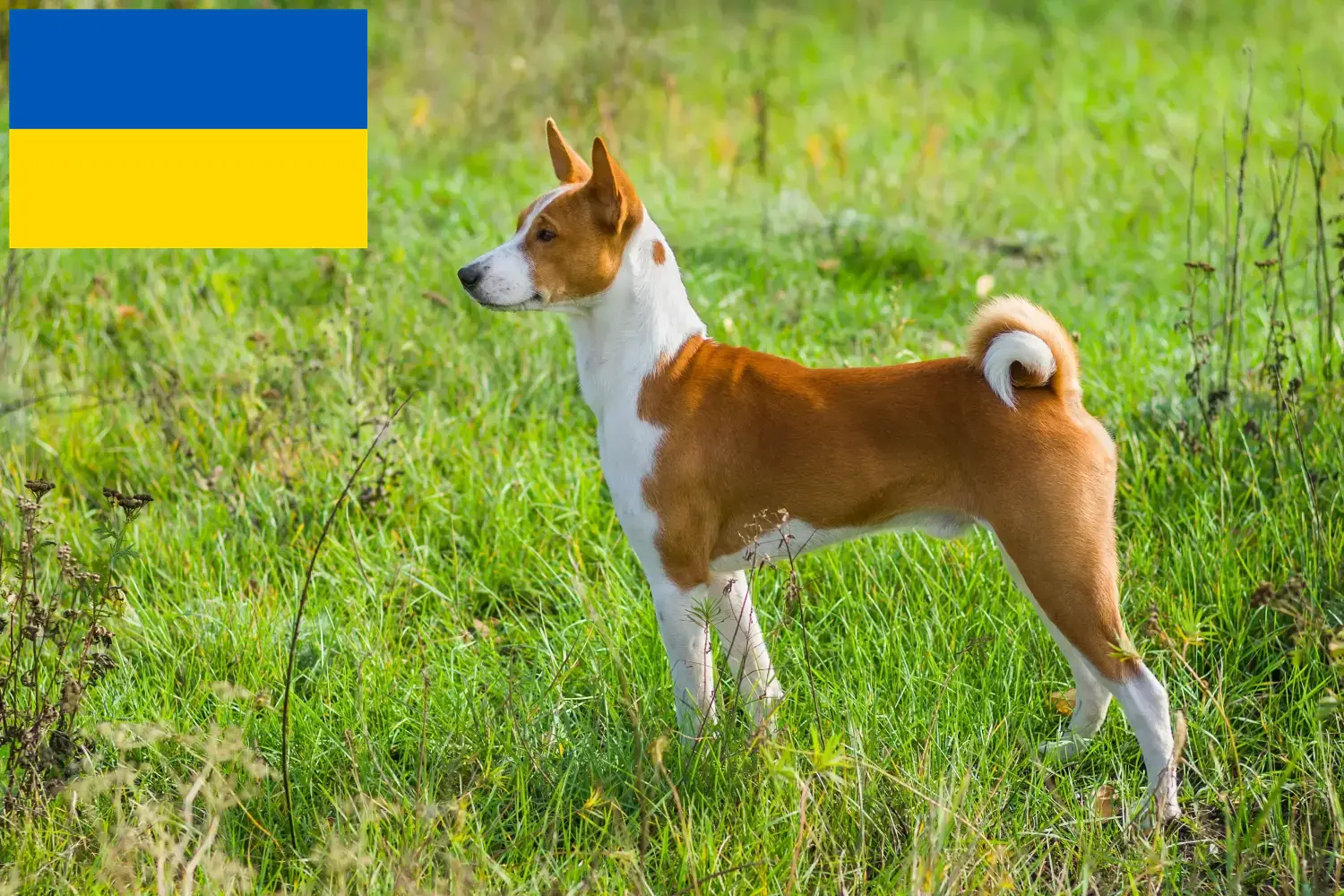 Basenji kölykök és tenyésztők Ukrajna Itt találhat Basenji tenyésztőket Ukrajnában.