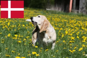 Read more about the article Basset Artésien Normand tenyésztők és kölykök Dániában