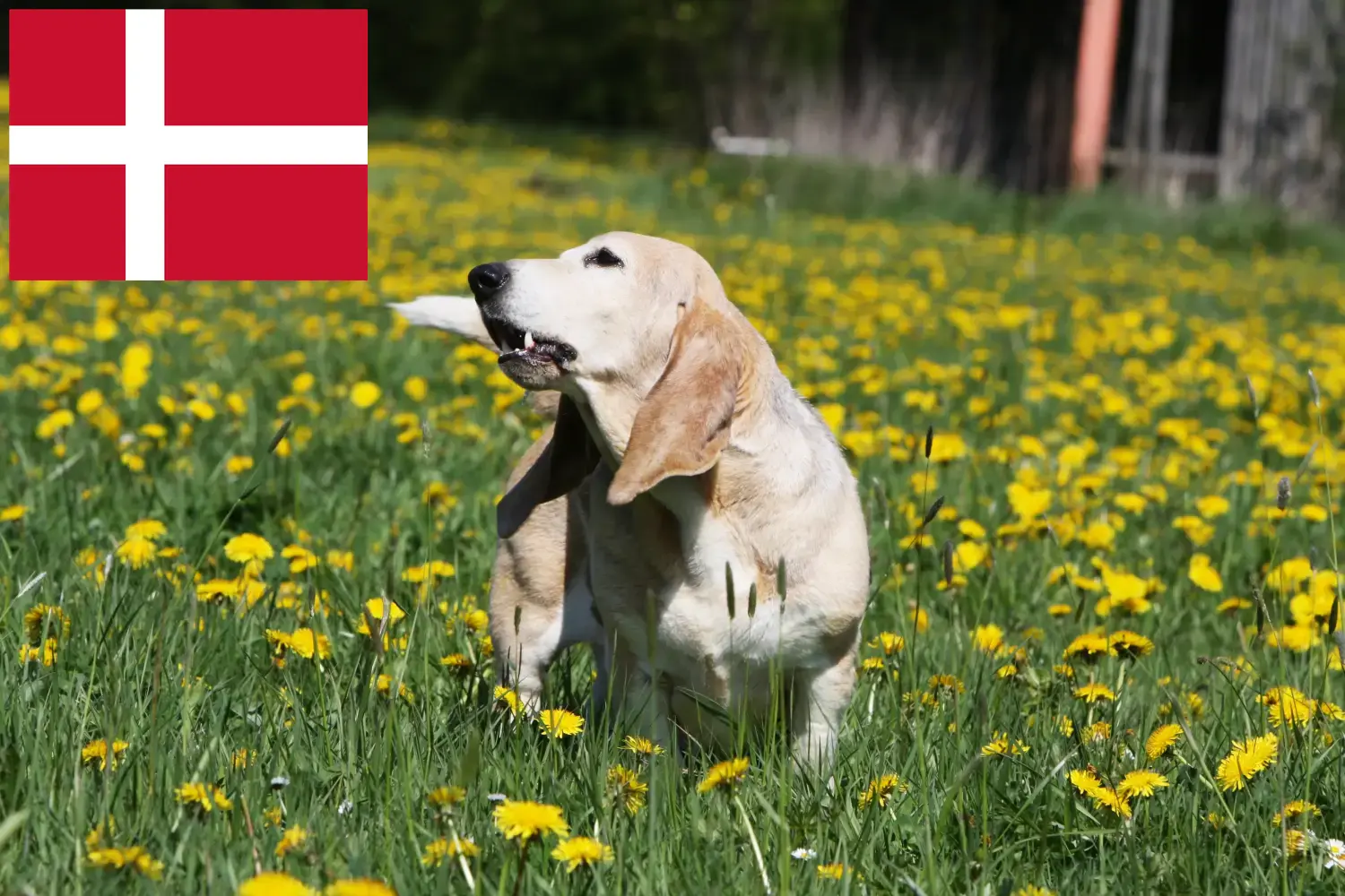 Basset Artésien Normand kiskutyák és tenyésztők Dánia Dánia területén található Basset Artésien Normands tenyésztőket itt találja.