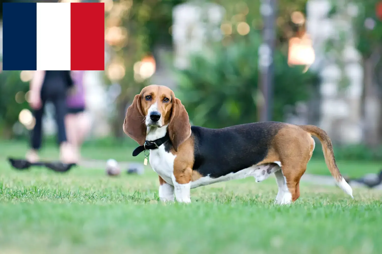 Basset Artésien Normand kiskutyák és tenyésztők Franciaország Itt talál Basset Artésien Normands tenyésztőket Franciaországban.