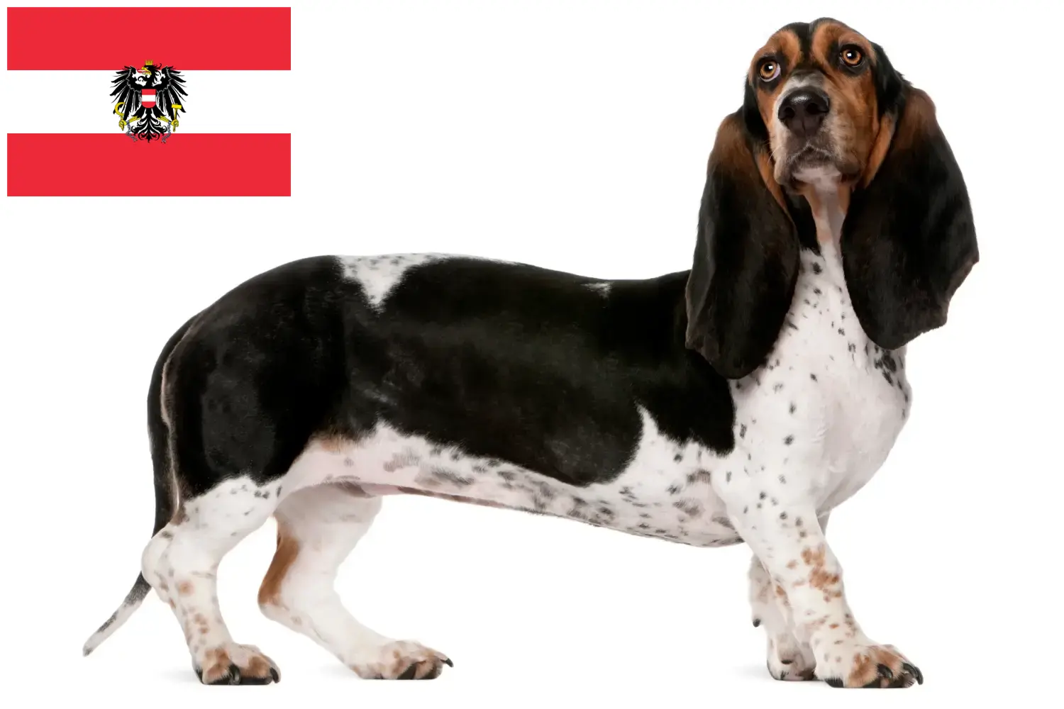 Basset Artésien Normand kiskutyák és tenyésztők Ausztria Itt talál Basset Artésien Normands tenyésztőket Ausztriában.