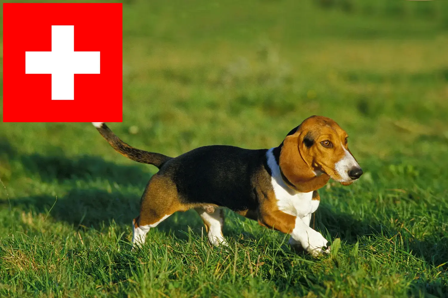 Basset Artésien Normand kiskutyák és tenyésztők Svájc Itt talál Basset Artésien Normands tenyésztőket Svájcban.