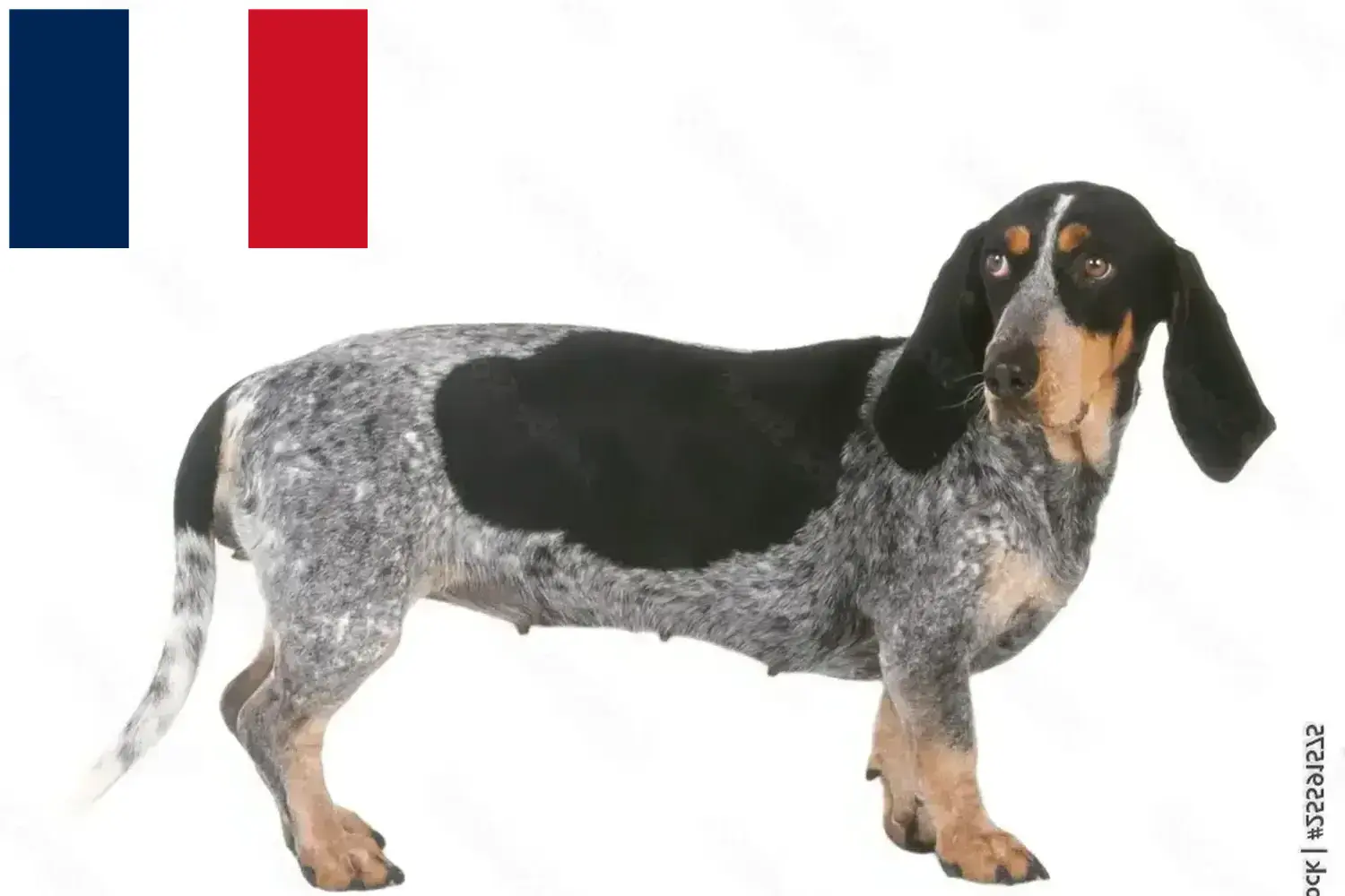 Basset bleu de Gascogne kiskutyák és tenyésztők Franciaország Basset bleu de Gascognes tenyésztőket Franciaországban itt talál.