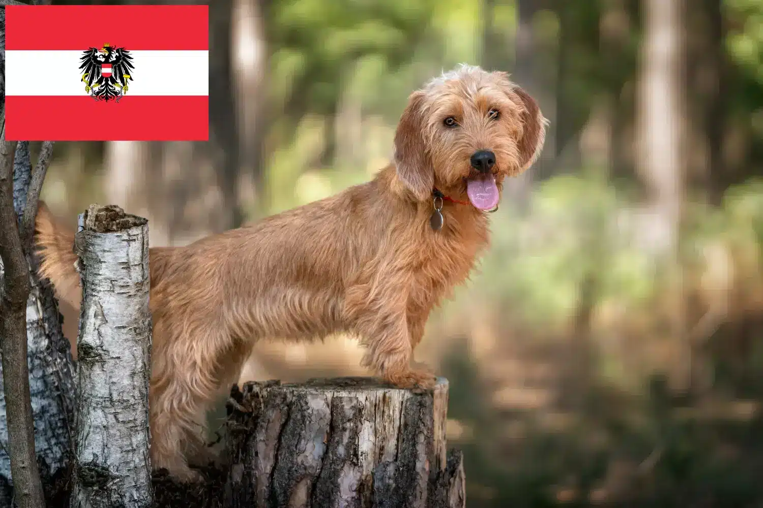 Basset fauve de Bretagne kiskutyák és tenyésztők Ausztria Itt talál Basset fauve de Bretagne tenyésztőket Ausztriában.