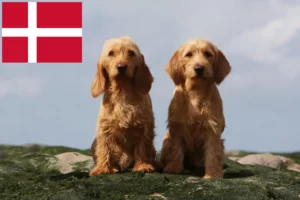 Read more about the article Basset fauve de Bretagne tenyésztők és kiskutyák Dániában