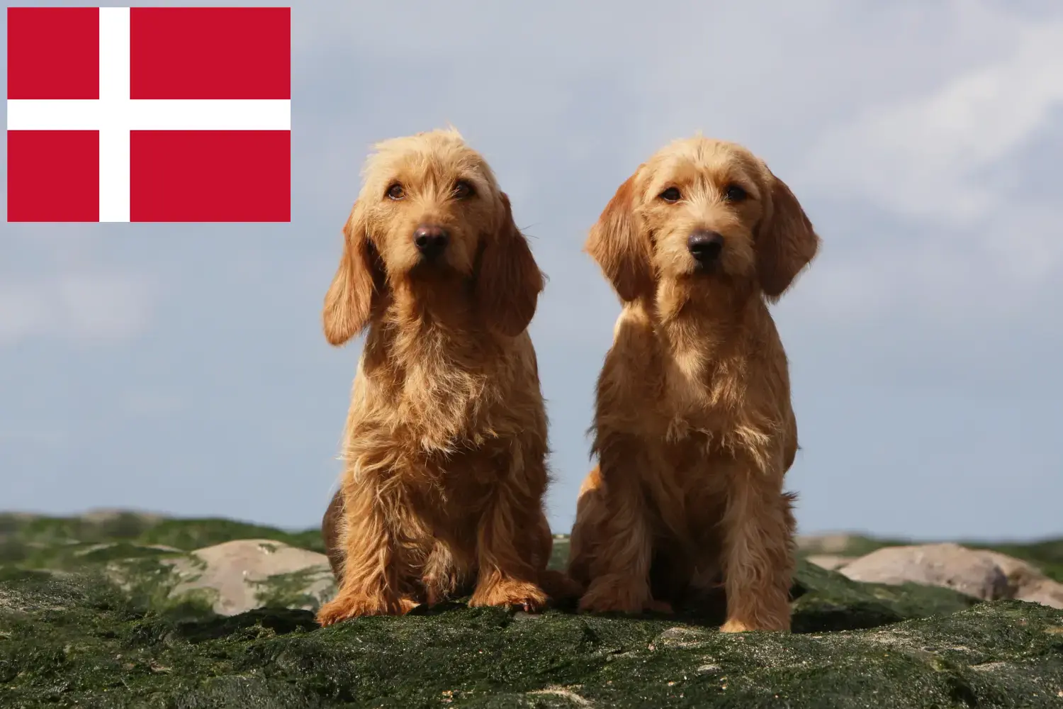 Basset fauve de Bretagne kiskutyák és tenyésztők Dánia Találd meg a Basset fauve de Bretagne tenyésztőket Dánia területén.