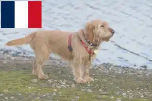 Read more about the article Basset fauve de Bretagne tenyésztők és kiskutyák Franciaországban