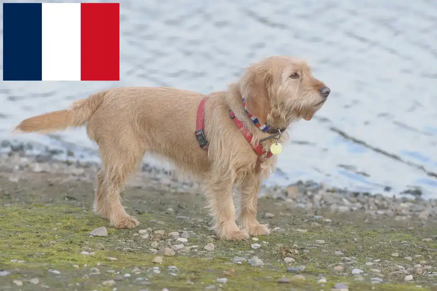 Basset fauve de Bretagne kiskutyák és tenyésztők Franciaország Basset fauve de Bretagne tenyésztőket Franciaországban itt talál.