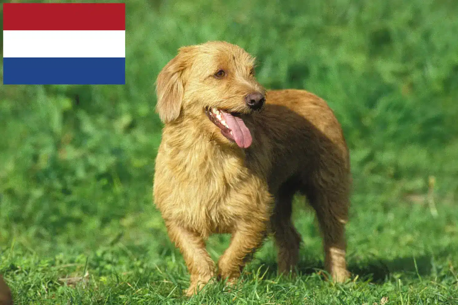Basset fauve de Bretagne kiskutyák és tenyésztők Hollandia Találd meg a Basset fauve de Bretagne tenyésztőket Hollandia területén.