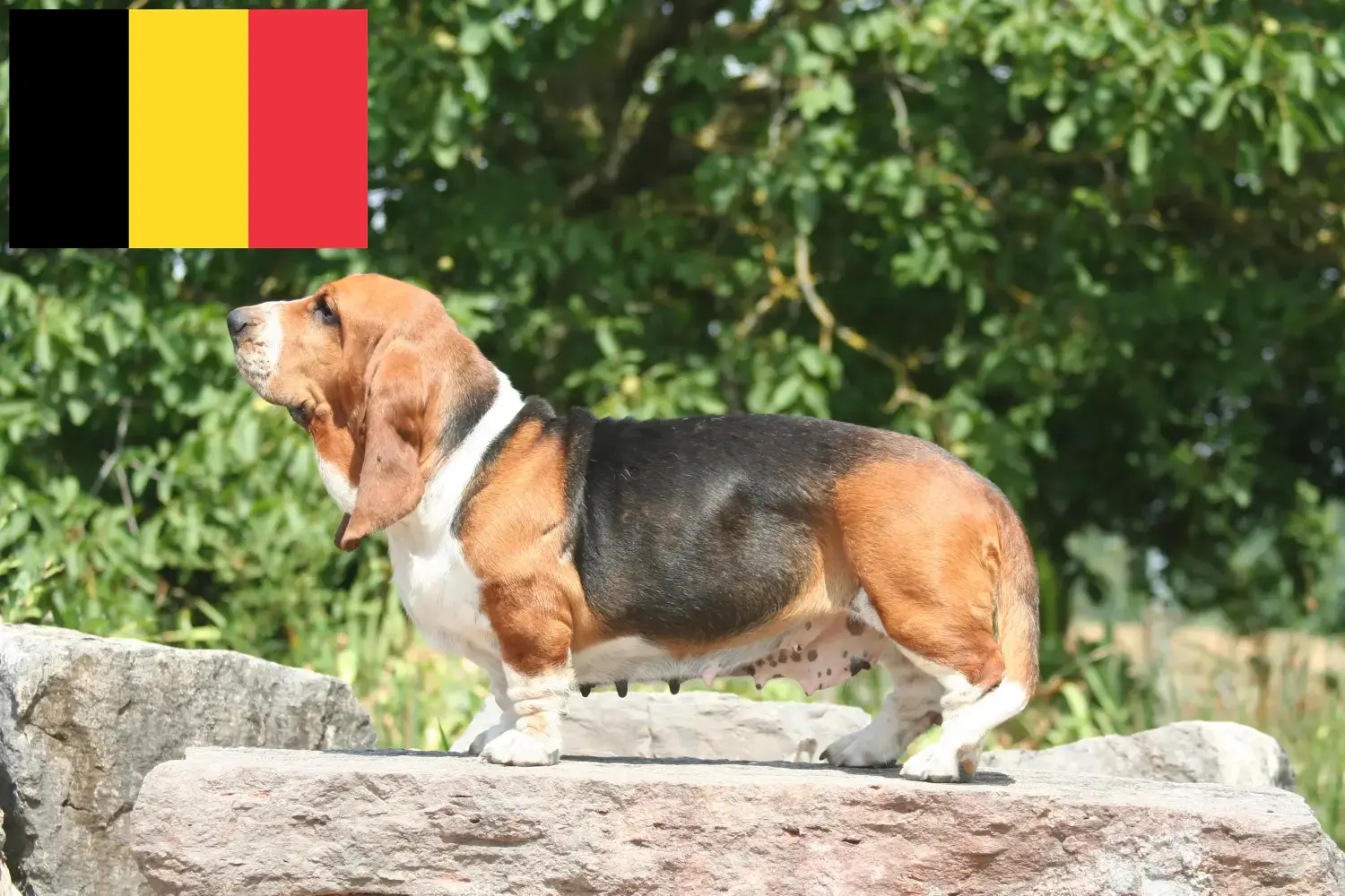 Basset Hound kiskutyák és tenyésztők Belgium Itt találhat Basset Hounds tenyésztőket Belgiumban.