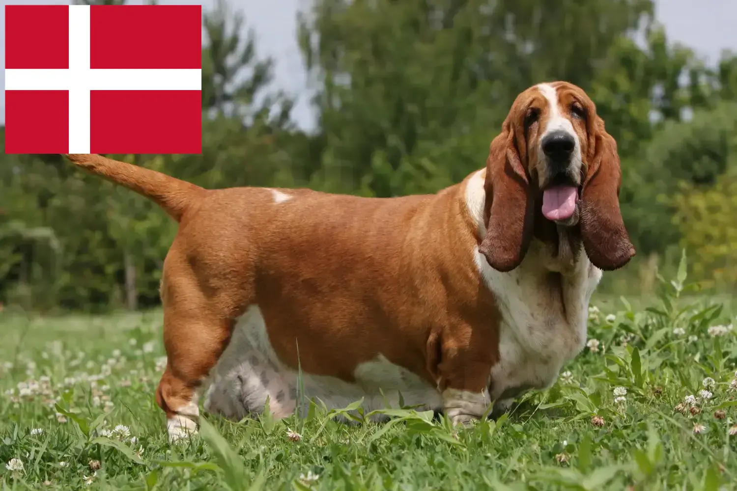 Basset Hound kiskutyák és tenyésztők Dánia Itt talál Basset Hounds tenyésztőket Dániában.