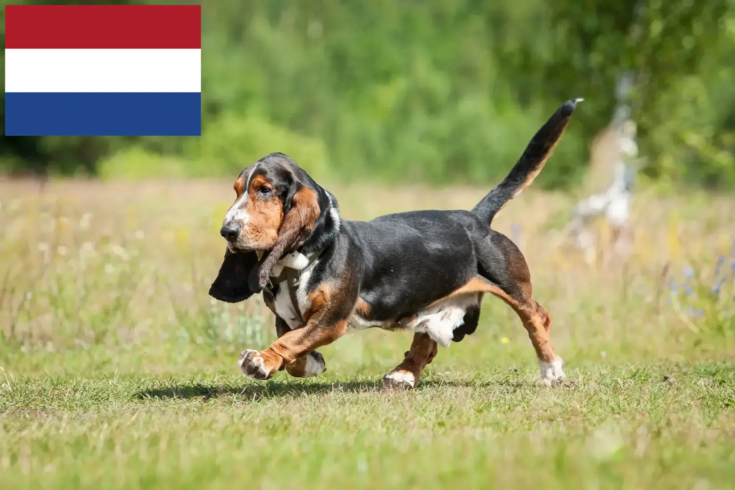 Basset Hound kiskutyák és tenyésztők Hollandia Itt találhat Basset Hounds tenyésztőket Hollandiában.
