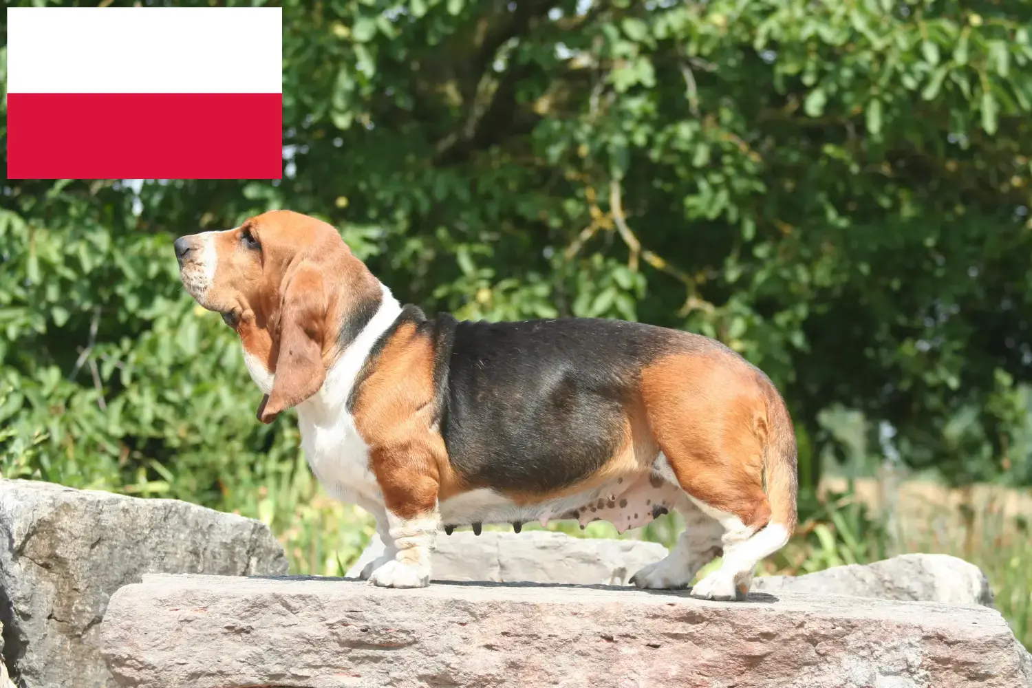 Basset Hound kiskutyák és tenyésztők Lengyelország Itt találhat Basset Hounds tenyésztőket Lengyelországban.