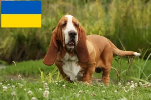 Read more about the article Basset Hound tenyésztők és kölykök Ukrajnában