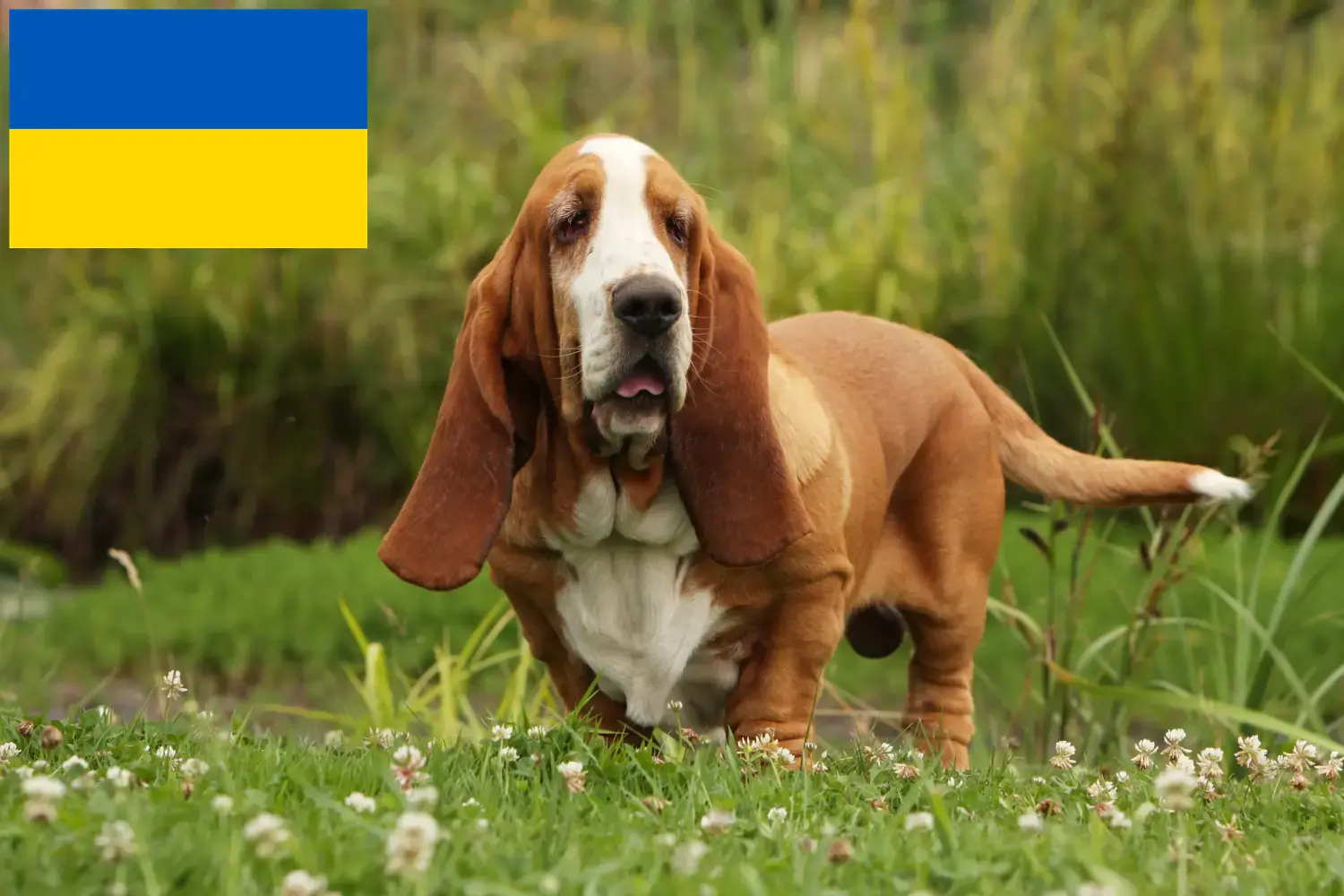 Basset Hound kiskutyák és tenyésztők Ukrajna Itt találhat Basset Hounds tenyésztőket Ukrajnában.