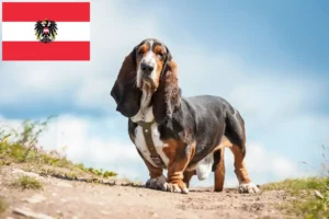 Read more about the article Basset Hound tenyésztők és kölykök Ausztriában
