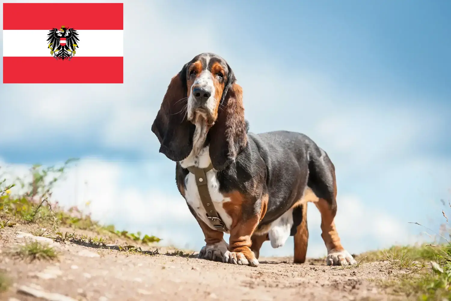 Basset Hound kiskutyák és tenyésztők Ausztria Itt találhat Basset Hounds tenyésztőket Ausztriában.