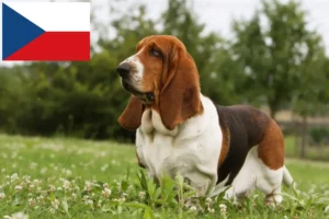 Read more about the article Basset Hound tenyésztők és kölykök Csehországban