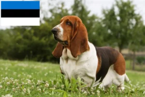 Read more about the article Basset Hound tenyésztők és kölykök Észtországban