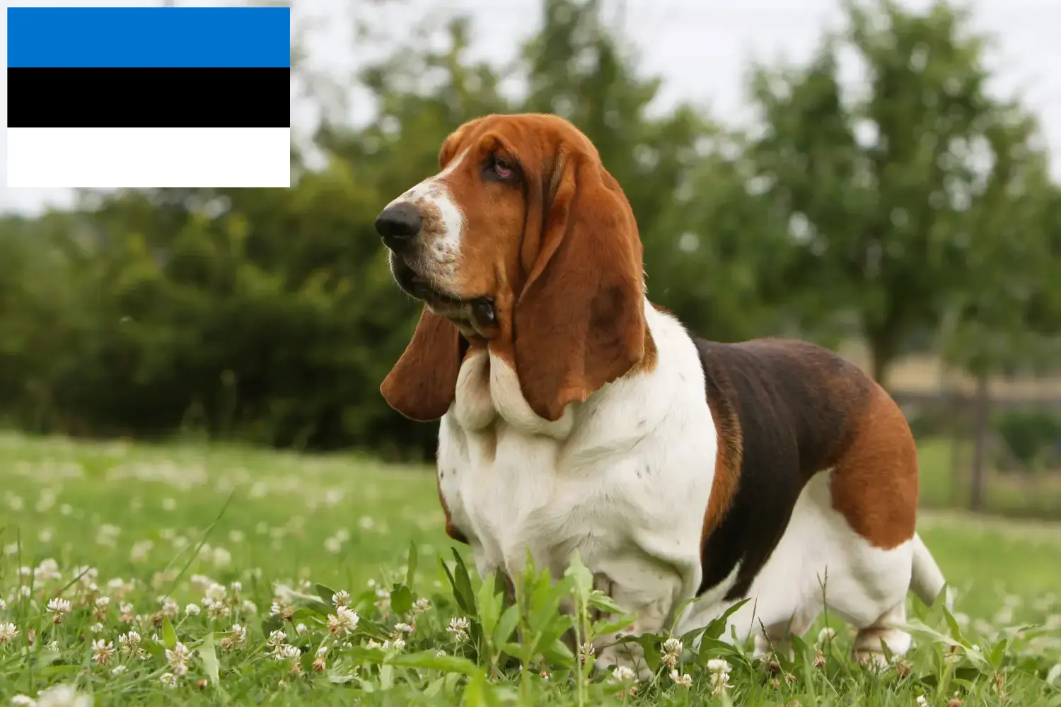 Basset Hound kiskutyák és tenyésztők Észtországban Találd meg a Basset Hounds tenyésztőket Észtországban.