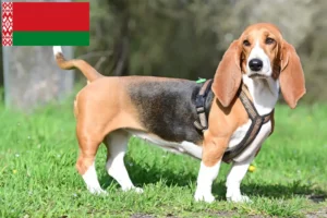 Read more about the article Basset Hound tenyésztők és kölykök Fehéroroszországban