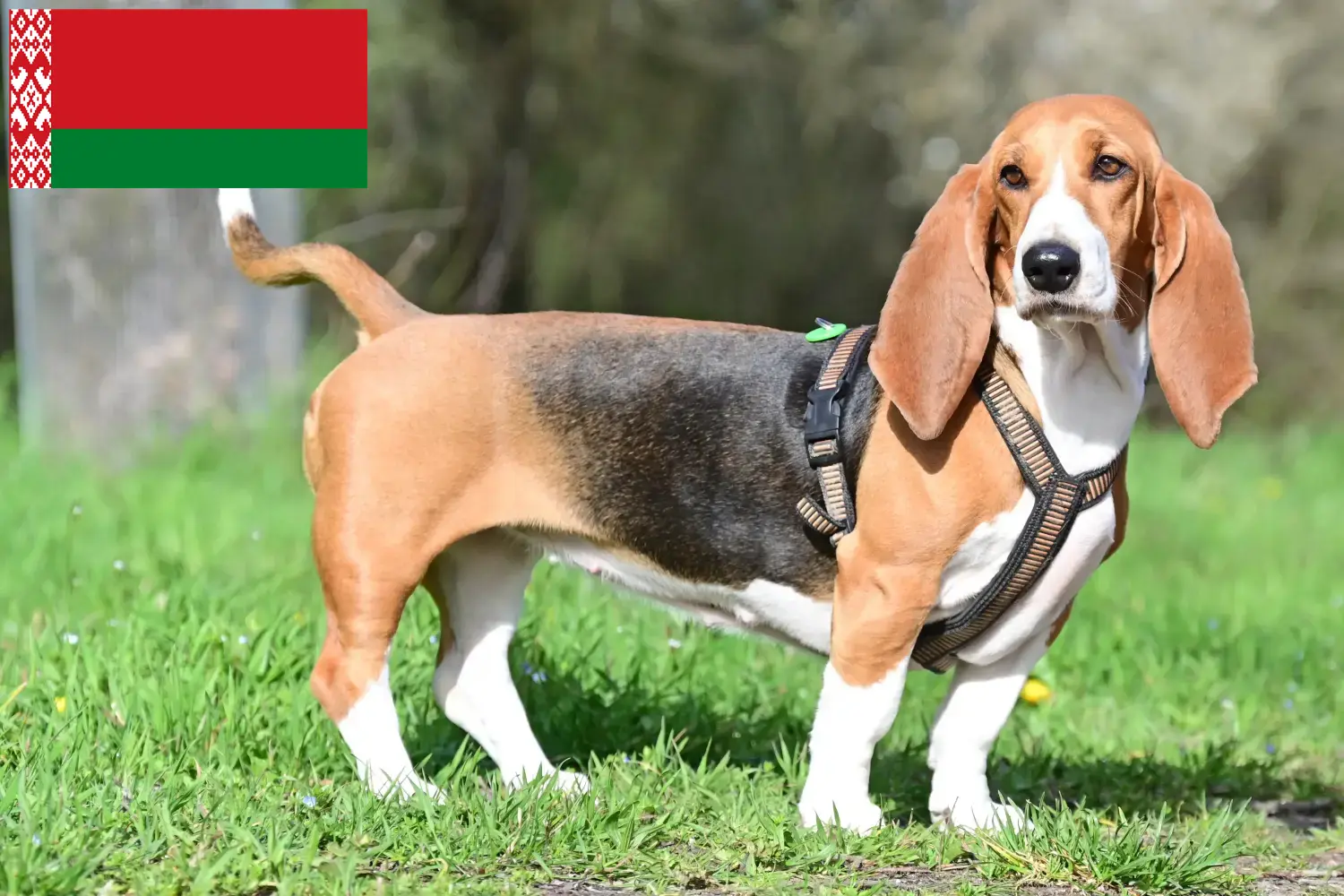 Basset Hound kiskutyák és tenyésztők Fehéroroszországban Itt találhat Basset Hounds tenyésztőket Fehéroroszországban.